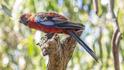 Platycercus elegans (Crimson Rosella).jpg